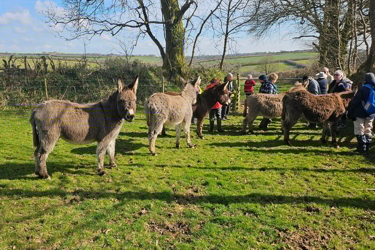 Members of Holsworthy Walk and Talk enjoying meeting animals on their walk (Picture: Holsworthy Walk and Talk)