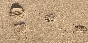 Warning issued to dog walkers on Cornwall beaches after fines issued