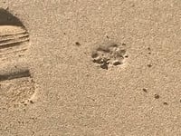 Warning issued to dog walkers on Cornwall beaches after fines issued