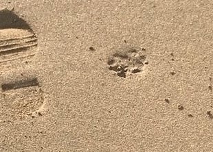 Warning issued to dog walkers on Cornwall beaches after fines issued