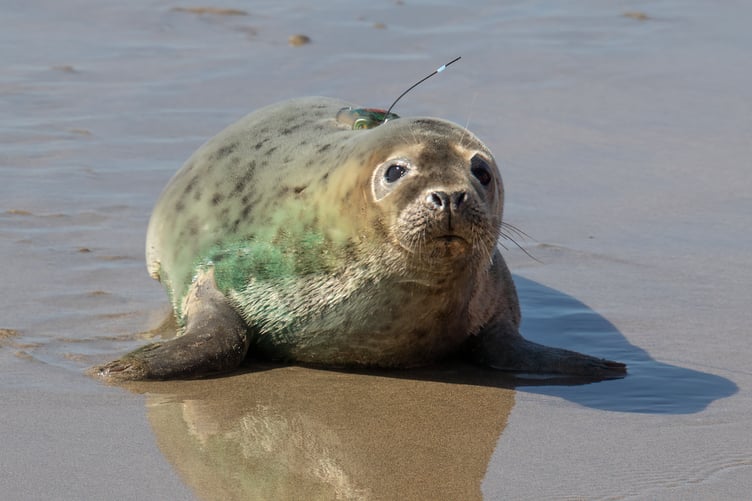 A grey seal pup, Leaf Cutter, made a triumphant return to the wild after receiving life-saving care at the Cornish Seal Sanctuary