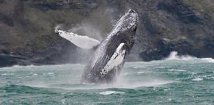 Initiative to raise awareness about watching wildlife responsibly 