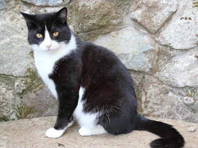 Residents show huge outpouring of love for Felix the cat