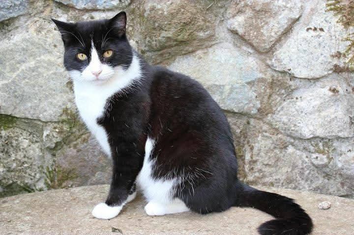 Locals residents in Liskeard have been mourning the tragic loss of Felix, a popular cat who brought joy to so many people. Picture: Shaz Harris