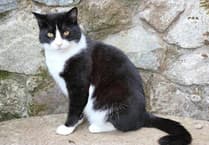Liskeard residents show huge outpouring of love for Felix the Cat