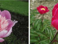 Historic peony collection gains National Plant Collection status