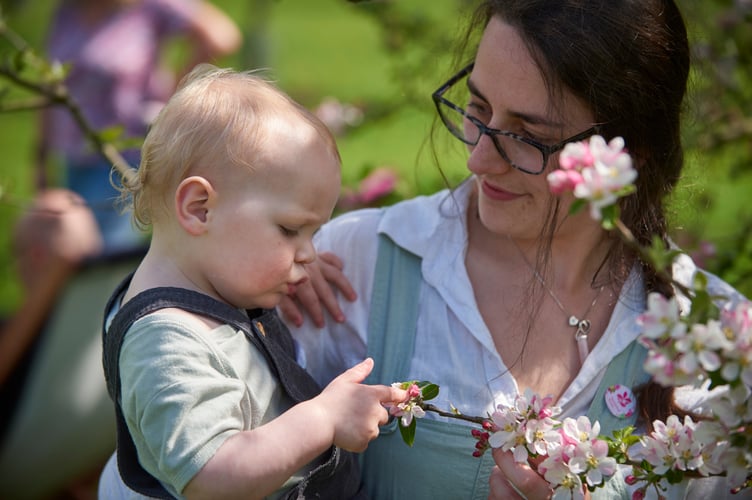 Visitors in the Orchard during the Festival of Blossom at Cotehele, Cornwall
