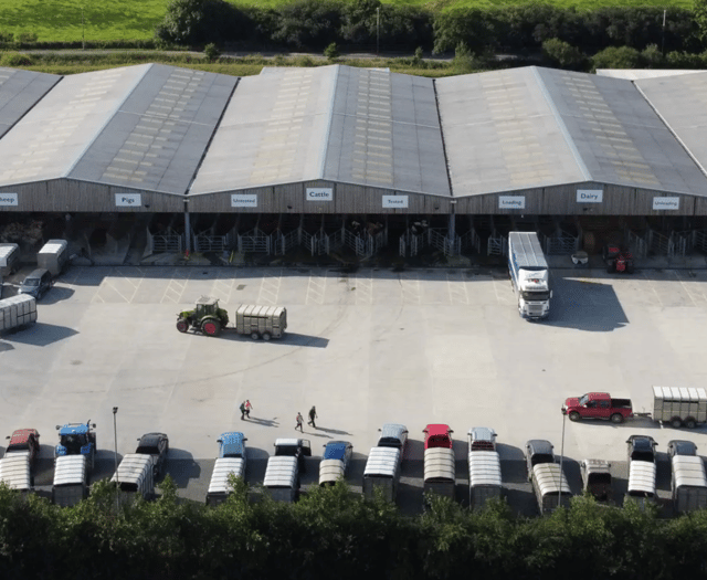 Holsworthy Livestock Market Report: Wednesday, May 14