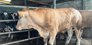 Hallworthy Livestock Market Report: Thursday, April 24