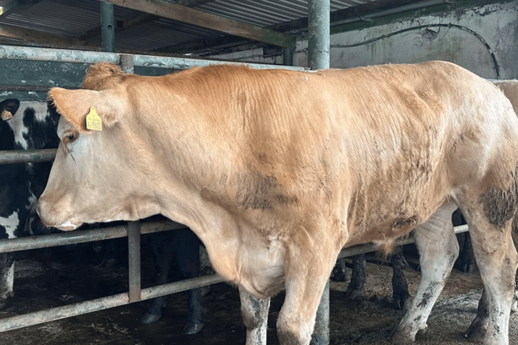 RS & SM Hopper of Bude topped with five topping Charolias Steers, homebred, long, tall and well fleshed, his best a super orange Steer with length and depth to £2900.