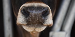 Cornish farmer banned from keeping cattle following mistreatment 