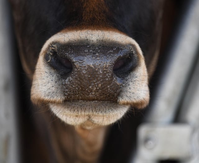 Cornish farmer banned from keeping cattle following mistreatment 
