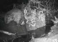 Wildlife trust captures beaver farting in the wild near Bodmin