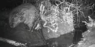Wildlife trust captures beaver farting in the wild near Bodmin