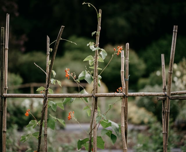 Beginner's guide to starting a garden with expert Martin Pallett