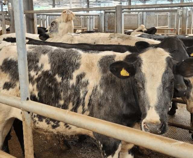 Holsworthy Livestock Market Report: Wednesday, April 30
