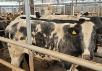 Holsworthy Livestock Market Report: Wednesday, April 30