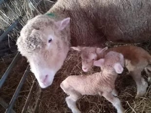 UPDATE: Bertha the missing sheep has returned home