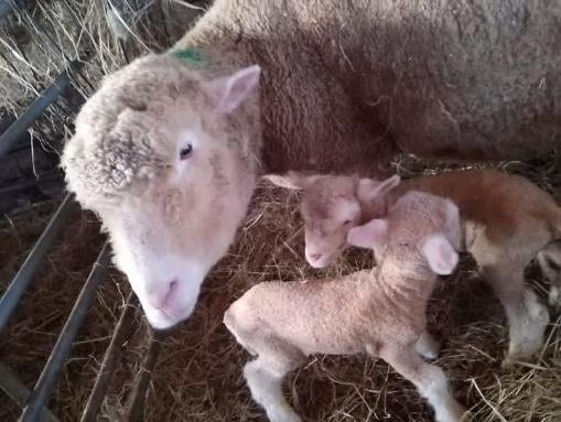 UPDATE: Bertha the missing sheep has returned home