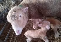 UPDATE: Bertha the missing sheep has returned home