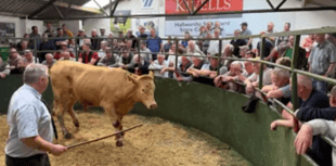 Hallworthy Livestock Market Report: Thursday, May 1