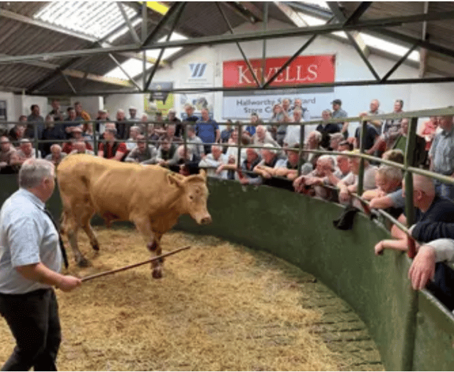 Hallworthy Livestock Market Report: Thursday, May 1