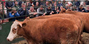 Hallworthy Livestock Market Report: Thursday, May 8