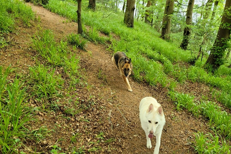 The Callington based charity has been awarded £1,000 in funding from Benefact Group’s Movement for Good Awards after receiving overwhelming support from people in the local area. (Picture: German Shepherd Rescue Elite)