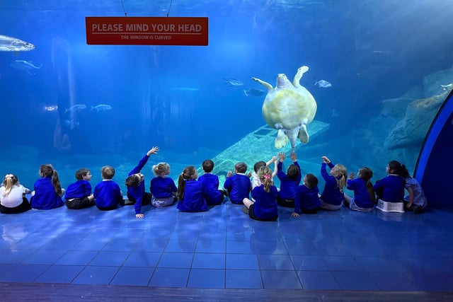 Pupils enjoy exciting trip to National Marine Aquarium