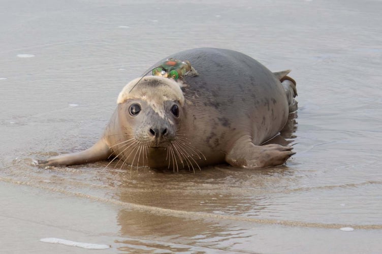 Rescued seal pup from Cornish Seal Sanctuary.
