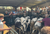 Hallworthy Livestock Market Report: Thursday, May 15