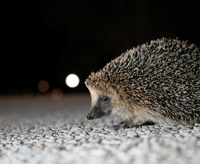 New campaign urges gardeners to create wild patches for hedgehogs