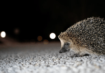 New campaign urges gardeners to create wild patches for hedgehogs