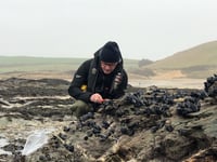 Cornish mussels used to test coastal water quality