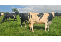 Holsworthy Livestock Market Report: Wednesday, May 28