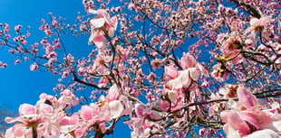 Best spots in Cornwall to see spring blooms
