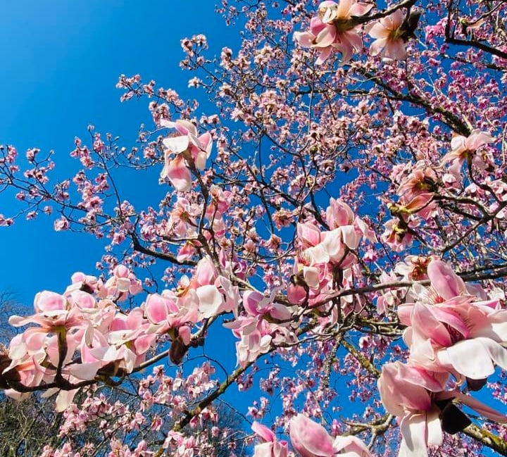 Best spots in Cornwall to see spring blooms