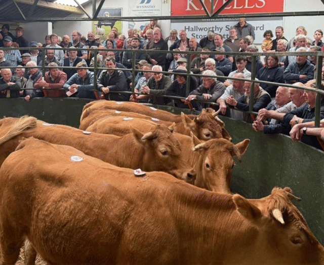 Hallworthy Livestock Market Report: Thursday, May 29
