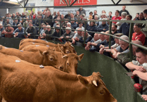 Hallworthy Livestock Market Report: Thursday, May 29