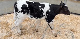Holsworthy Livestock Market Report: Wednesday, June 4