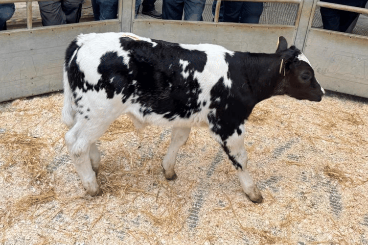 328 calves forward in Holsworthy today and trade remains sky high
with best Blue bulls to £788.