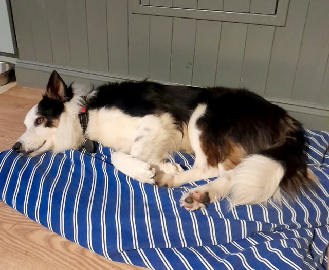 Council's bark of delight