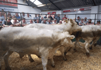 Hallworthy Livestock Market Report: Thursday, June 19