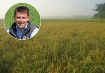 Lower yielding dry spring encourages grass season extension