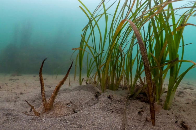 Seagrass meadows are quietly returning to the waters off Devon and Cornwall. 
