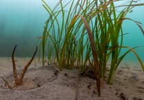 Seagrass making a comeback thanks to major new research effort