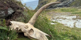 Mystery skull discovered near Tintagel