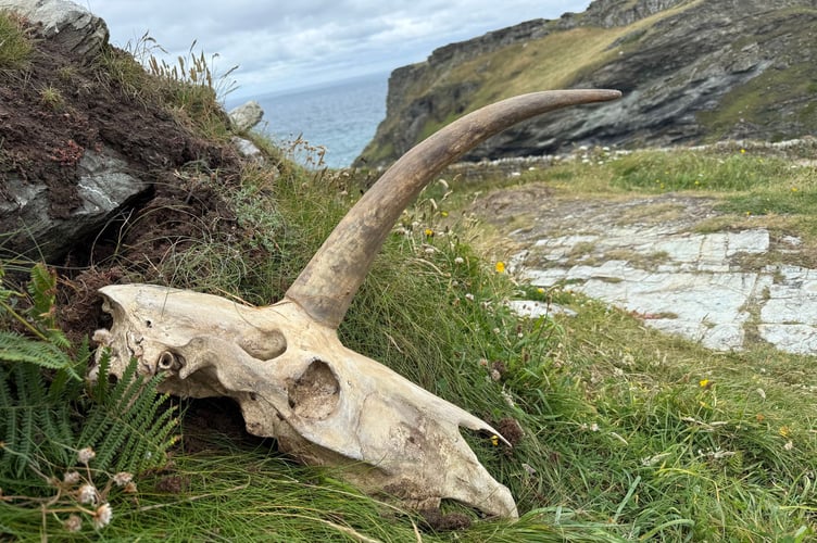 The mystery skull near to where it was discovered at St Nectan's Glen (Picture: John Goodwin)