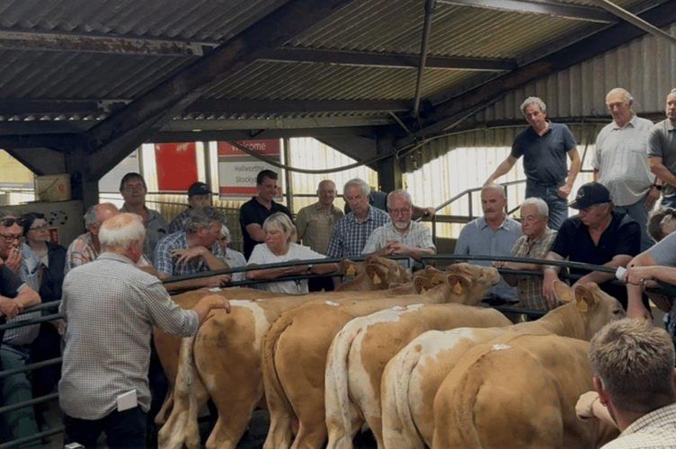 Hallworthy market.