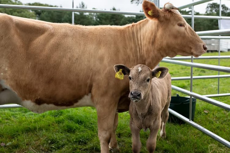 Cattle on show at the Woolsery Show (Picture: Woolsery Show)